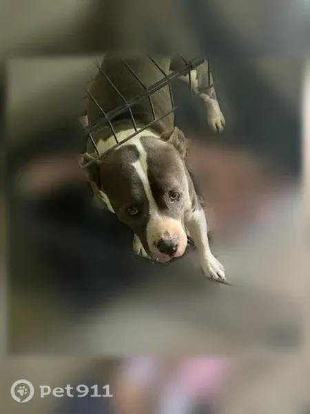 Lost male dog, Brrandon Wolfram Court, 14999, El Paso — very friendly - photo