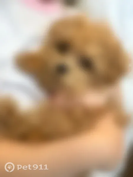 Lost male dog, Santa Margarita Parkway, 30102, Rancho Santa Margarita — brown Teacup Malipoo, about 4 lbs - photo