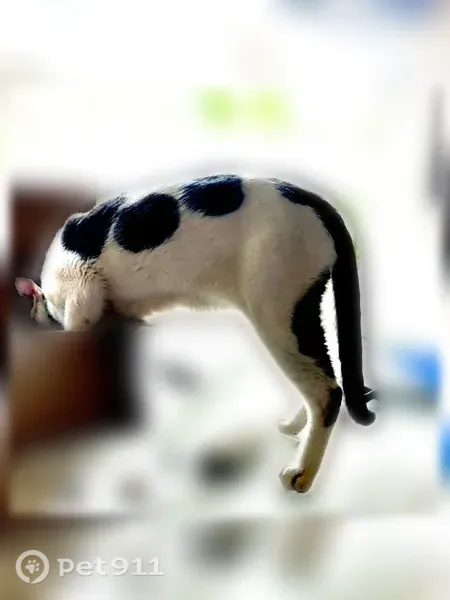 Found cat, East Oxford Lane, 4097, Gilbert — friendly with green eyes - photo