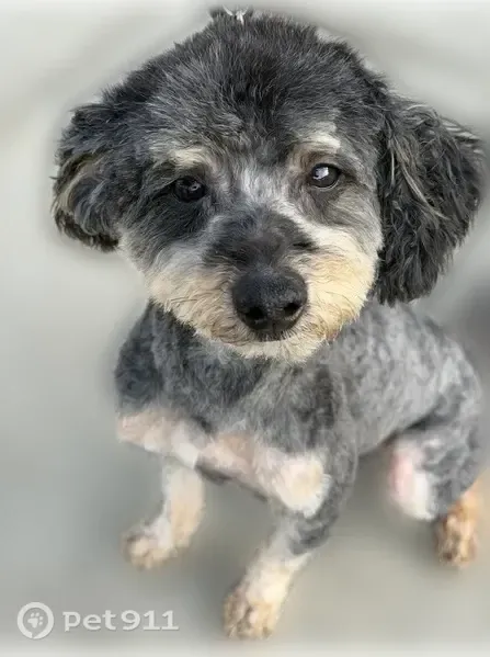 Lost male dog, New York — brown and black - photo