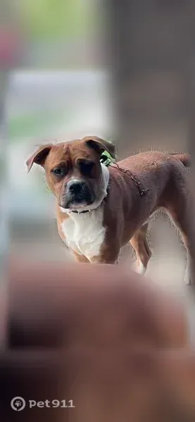 Lost dog, Woodmere Street, 764, Detroit — male with white paws and two hairless spots on his back - photo