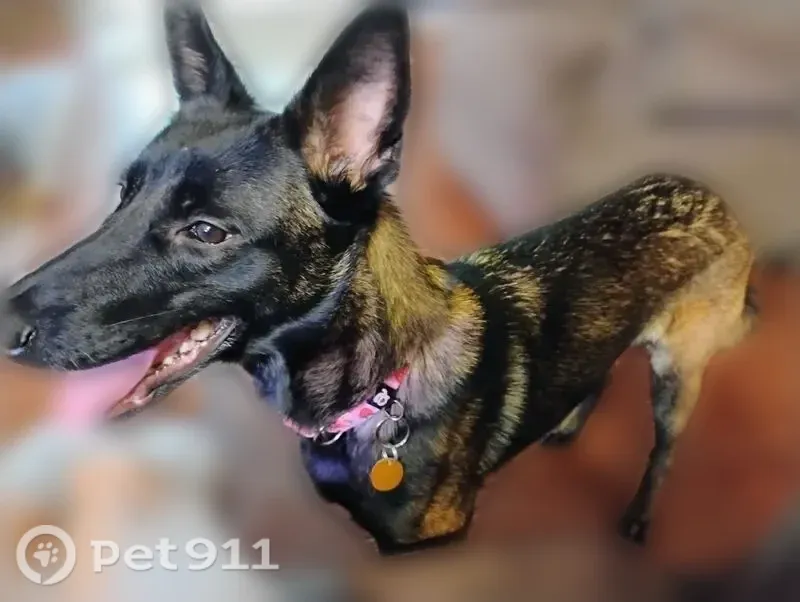 Lost dog, female, Birmingham Boulevard, 2850, Rio Pinar, Orlando — pink collar - photo
