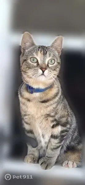 Lost cat, Clinton Avenue South, 8640, Minneapolis — small tabby with a blue collar - photo
