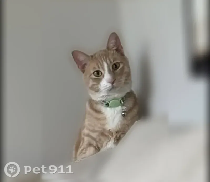Lost cat, East 170 North, 1364, Heber City, Heber — male light orange cat - photo