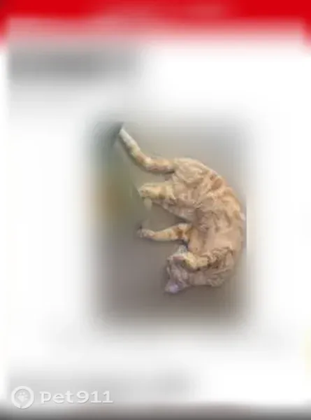 Lost cat, South 2nd Street, 307, Benton — orange tabby with three bold tail rings - photo