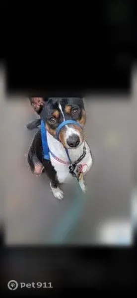 Lost dog, Merriweather Drive, 5801, Columbia, Ellicott City — male Basenji, very friendly - photo
