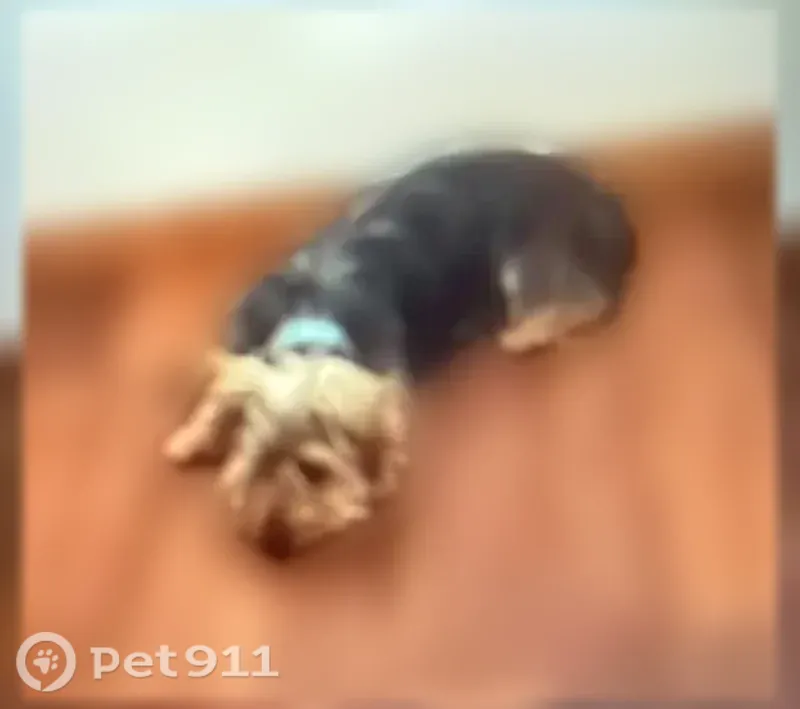 Lost dog, Calle de Oro, 184, Clovis — male with a blue collar - photo