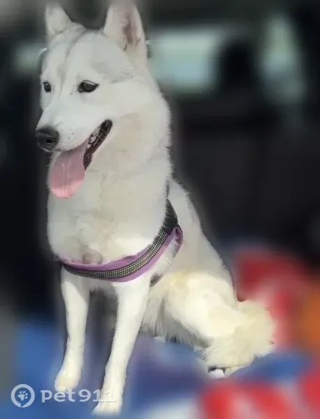 Lost female dog, Pouley Road, 2N553, Elburn — white Siberian husky with brown eyes - photo