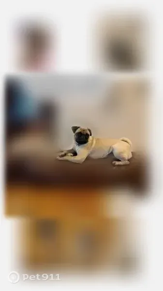 Lost dog, Tierra Allen Place, 3704, El Paso, Lubbock — pug escaped through side gate - photo