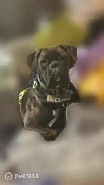 Lost dog, East Lake Morton Drive Southeast, 31165, Kent — brindle Boxer on medication - photo