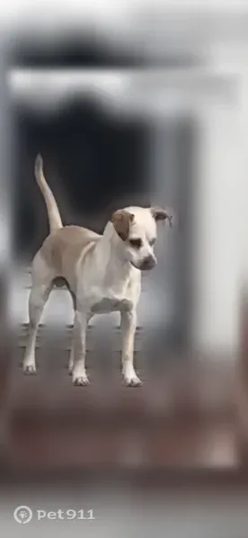 Lost male dog, South Avalon Boulevard, 4826, Los Angeles — small and neutered - photo