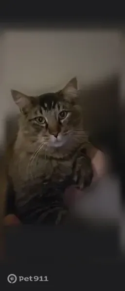 Lost cat, East 7th Place, 28349, Watkins, Denver — male with green eyes, about 16 pounds - photo