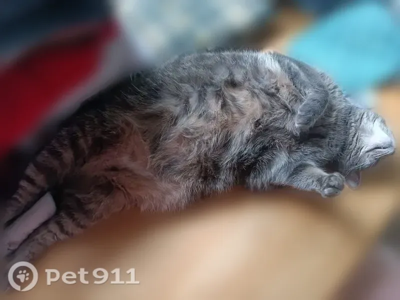 Lost cat, Chellis Street, 227, Wausau, Auburndale — female, declawed and microchipped - photo