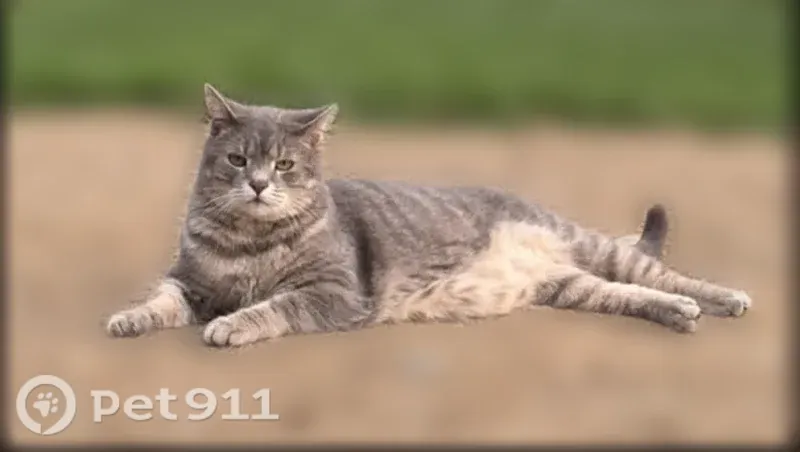 Lost cat, Peppers Ferry Road, 1025, Wytheville, Detroit — grey and white striped coat - photo