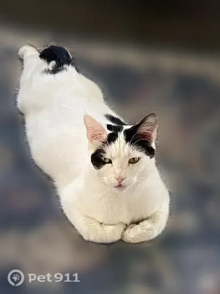 Lost Cat, Carlisle Avenue, 1825, Richmond, Martinsville — male, white with black markings - photo