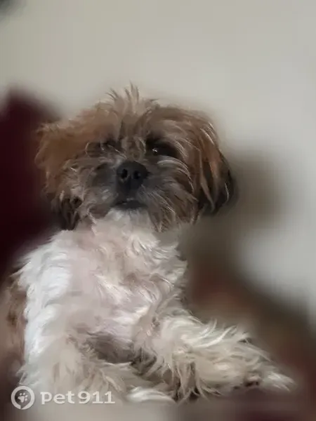 Lost male dog, Pershing Street, 1403, High Point — white chest and arms - photo