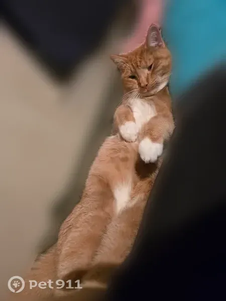 Lost male cat, Ibis Street Northwest, 10505, Coon Rapids, Arlington — orange with white chest and socks - photo