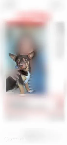 Lost dog, 4700 South, 5600, West Valley City — dark brown with caramel eyebrows - photo