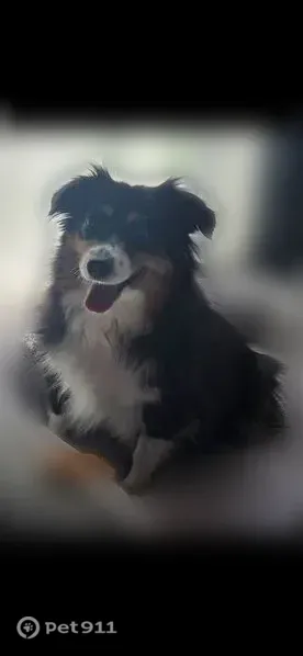 Lost female dog, East Gallaher Ferry Road, 2420, Knoxville — tri-color Mini Aussie, 40+ pounds - photo