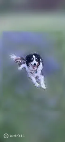 Lost male dog, Westwood Circle, 110, McKinney — border collie/Australian shepherd mix - photo