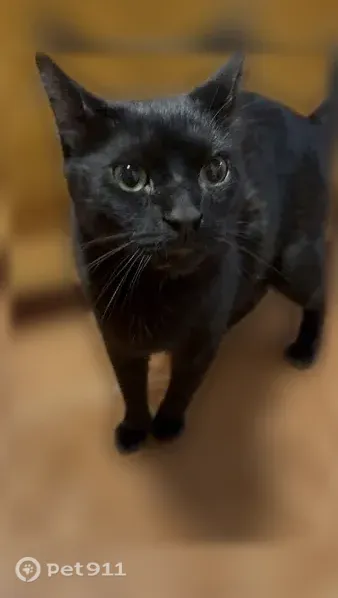 Lost cat, 53rd Street, 537, New York, Brooklyn — male Bloopi, black and friendly - photo