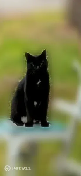 Lost male cat, Cypress Road, 11, Groton — black with a white chest starburst - photo