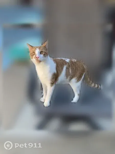 Lost cat, Haddale Avenue, 40, Wheeling — male orange tabby - photo