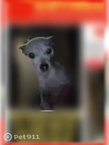 Lost dog, Northwest 34th Street, 2240, Oklahoma City — tiny female Chihuahua with hearing problems - photo