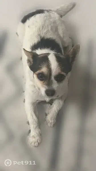 Lost male dog, Calvin Drive, 3674, Salt Lake City — slight back leg issue - photo
