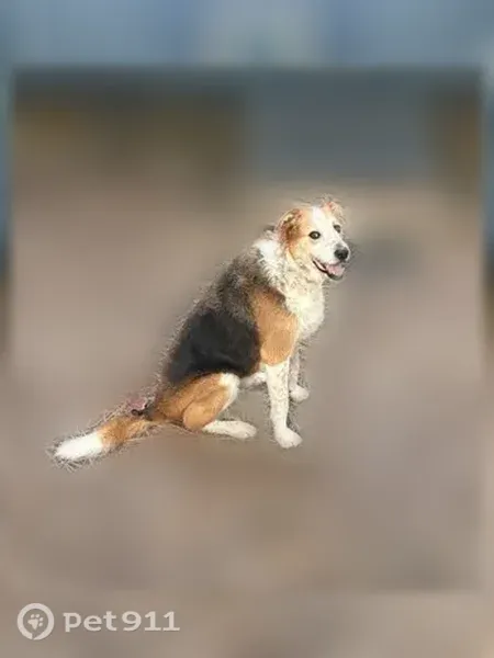 Lost male dog, Crawford, Tennessee, Clarkrange — large mixed Airedale terrier - photo