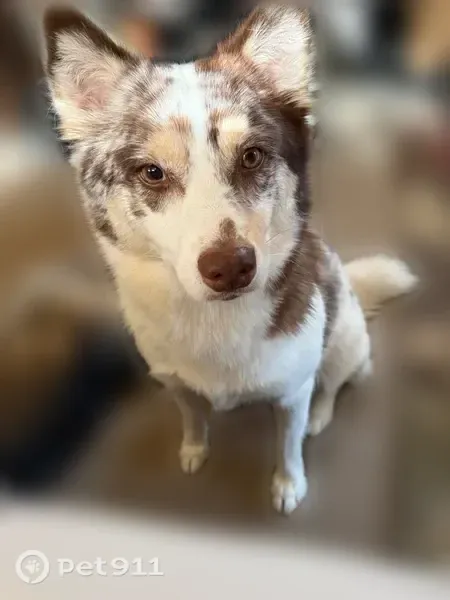 Lost dog, Haster Street, 12101, Garden Grove — female white husky mix with a brown spot - photo