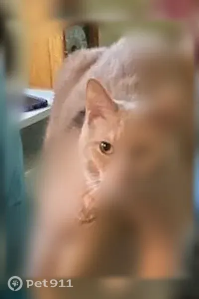 Lost male cat, Beaverdam Knoll Road, Asheville — gray marking on right side - photo