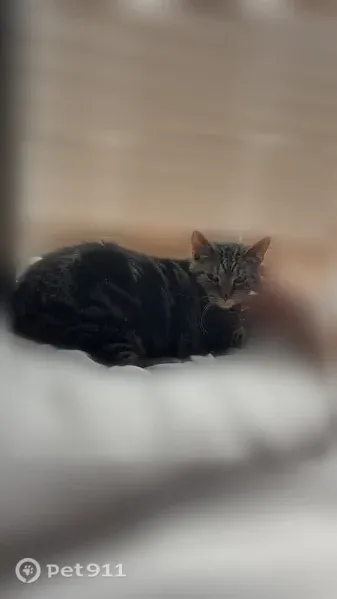 Lost cat, East Shelley Avenue, 198, Marion — female with a purple moon collar - photo