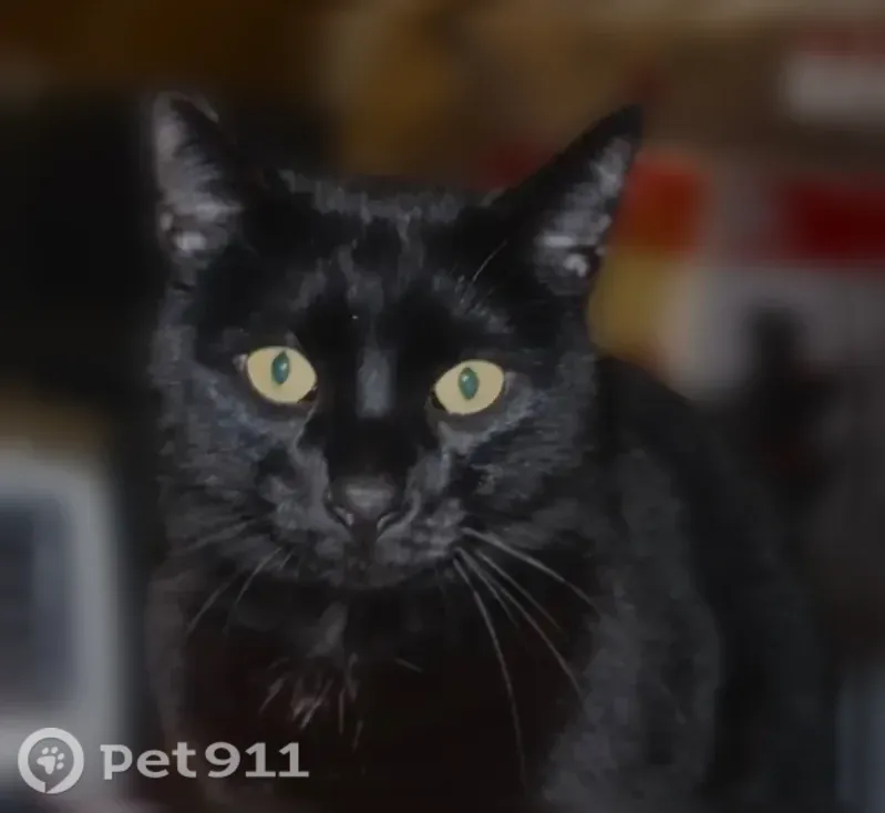Lost cat, Dry Creek Road, 3502, El Paso de Robles — male with an all-black coat - photo