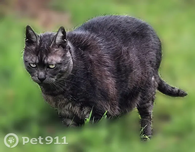 Lost cat, female, 14th Avenue South, 11711-1/2, Seattle — 15 years old, smoke-colored, short hair - photo