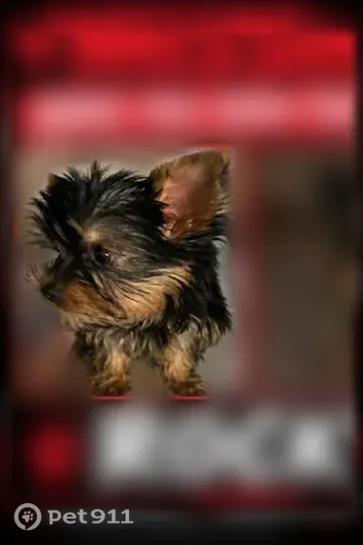 Lost dog, West Harrison Drive, 23449, Buckeye — male, escaped through a hole - photo
