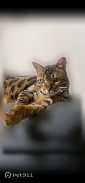 Lost male cat, South Huron Road, 556, Green Bay, Hickory Hills — 12 lb Bengal with green eyes - photo