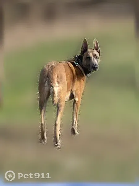 Lost dog, Lake View Drive, 12064, Orland Park, Chicago — male Belgian Malinois, 90 lb - photo