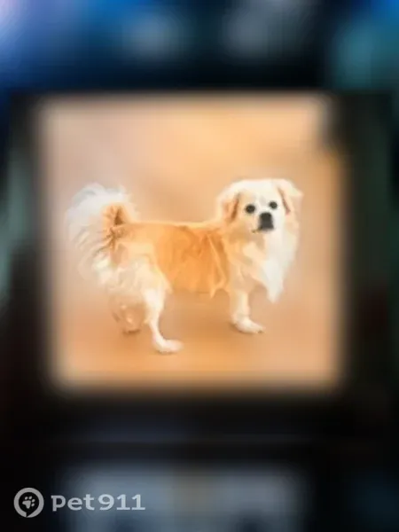 Lost male dog, South Peoria Street, 7024, Chicago — white and beige, no collar - photo