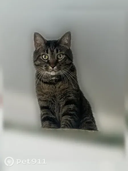 Lost male cat, Cantabria Trail, 225, Bradenton — brown tabby with white chest patch - photo