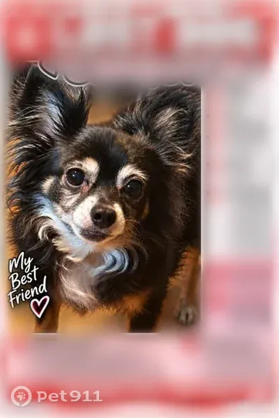 Lost female dog, East Sussex Way, 3830, Fresno — details are shown in the photo - photo