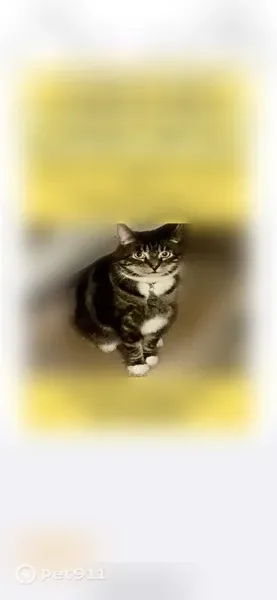 Lost cat, Chews Landing Road, Lindenwold, Port St. Lucie — male, responds to Levi - photo