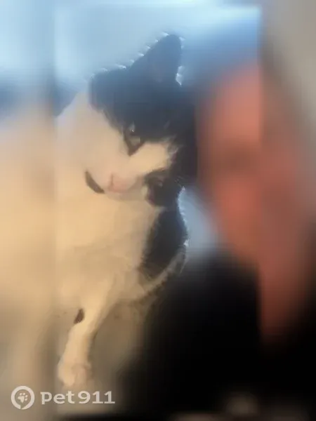 Lost male cat, Country Club Drive, 599, Saint Clair Shores, responds when called - photo