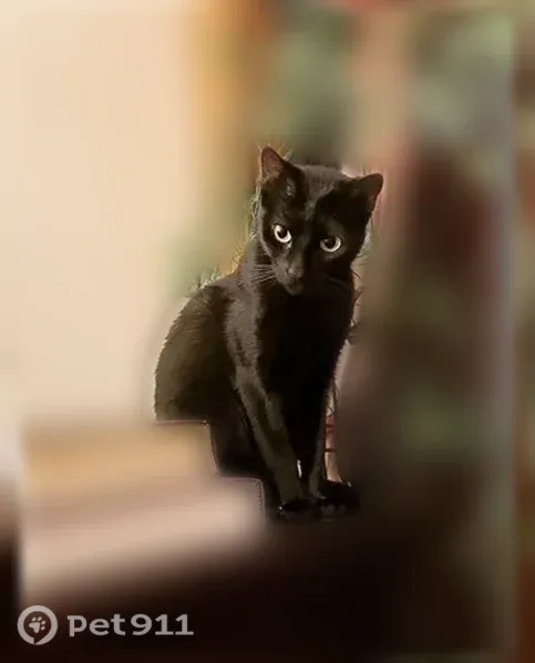 Lost female cat, Windsor Place, 302, Brooklyn — big green eyes - photo