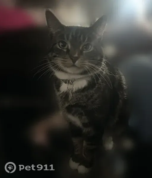 Lost Cat, Chews Landing Road, 500, Lindenwold — Male with Gray Tabby Stripes - photo
