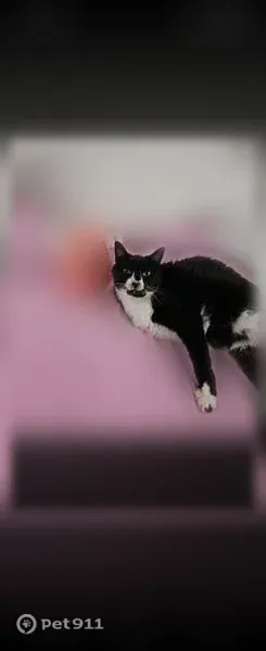 Lost cat, Carrollton Avenue, 6411, Indianapolis — black and white, three-legged female - photo