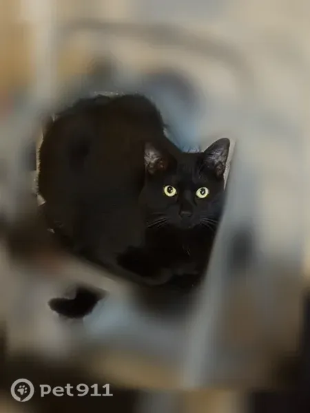 Lost female cat, Alto Rey Avenue, 6938, El Paso — chubby with big ears - photo