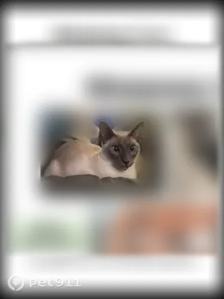 Lost cat, Millington Road, 4128, Pittsburgh — male Siamese, slightly cross-eyed - photo