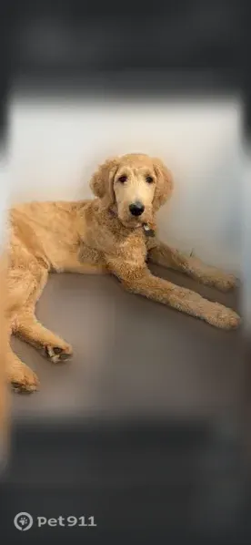 Lost female dog, Monroe Street, New Germany, Bloomington — wavy tan coat - photo