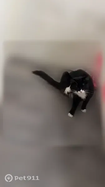 Lost male cat, Faraday Court, 6423, Norfolk, Reston — friendly and climbs - photo